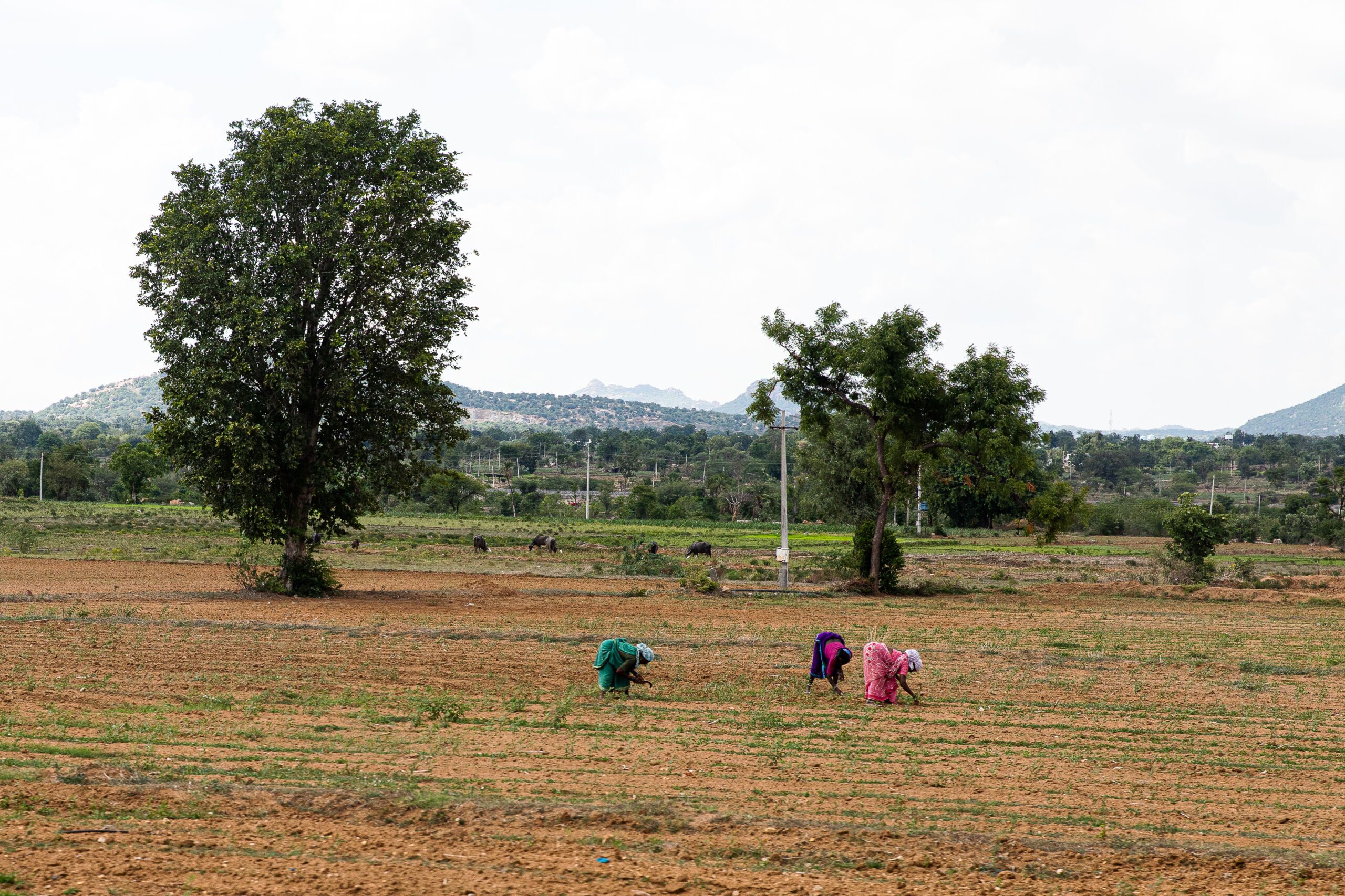 women work in a large field